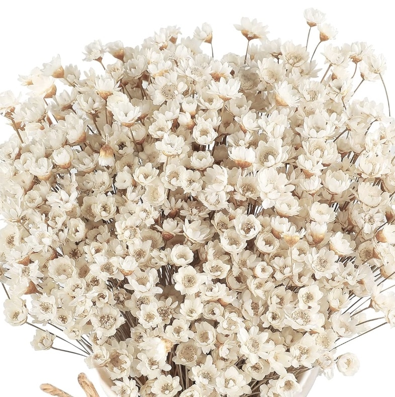 A dense bouquet of dried white daisies with brown centers is artfully displayed against a white background, evoking the creativity of a pumpkin-with-flowers DIY project. The flowers' delicate petals and slim stems contribute to a light, airy texture.